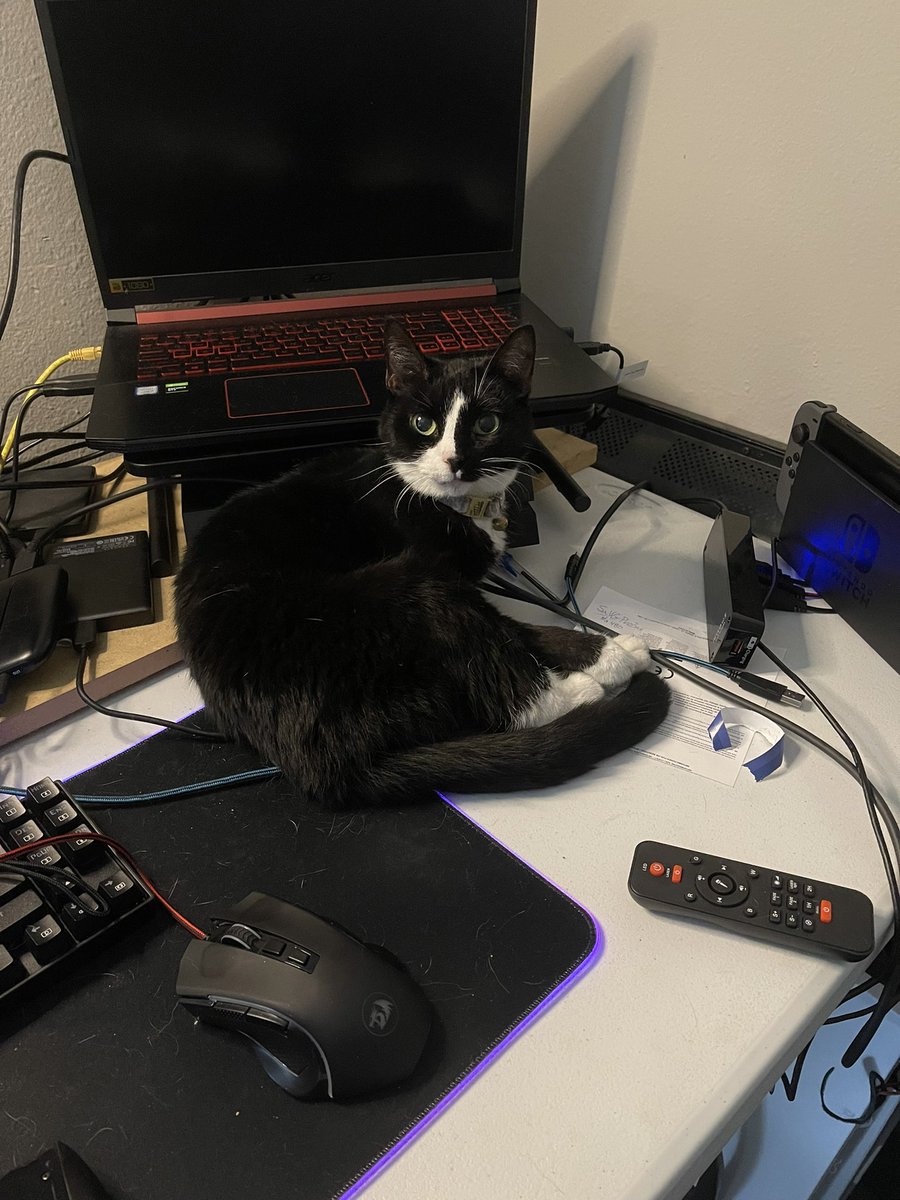 SaVG_Pho3nix's tweet photo. Sweepee will keep an eye on everything until I can get back online… #longworkweek #CatsOfTwitter #supportstaff #idratherbegaming https://t.co/CMqav7VPo0