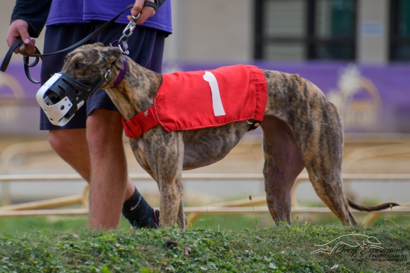 NGA Greyhound Assoc tweet media