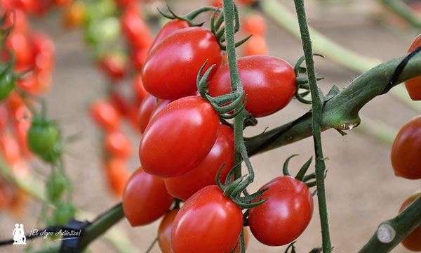 jaarcossanchez's tweet photo. 🔈🔉🔊 Llega a #Almería de la mano de #Tomatech el primer #tomate resistente al virus del rugoso (#ToBRFV) 🍅
📝https://t.co/ZnQqZYjnAY
✅Es el cherry pera Dormaplum para ciclo largo y recolección en suelto
#agricultura #semillas #invernadeos #investigacion #Agricultores 🌱🌱 https://t.co/qvpMjkcvbA