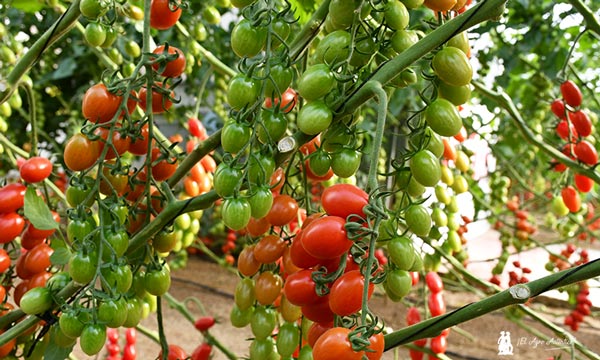 jaarcossanchez's tweet photo. 🔈🔉🔊 Llega a #Almería de la mano de #Tomatech el primer #tomate resistente al virus del rugoso (#ToBRFV) 🍅
📝https://t.co/ZnQqZYjnAY
✅Es el cherry pera Dormaplum para ciclo largo y recolección en suelto
#agricultura #semillas #invernadeos #investigacion #Agricultores 🌱🌱 https://t.co/qvpMjkcvbA