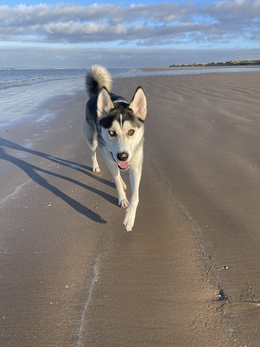 Have something lovely to look at rather than dwell on the shitty state of the world for just a second&hellip;<a href="/tag/loki"class="tags"><span>#loki</span></a>