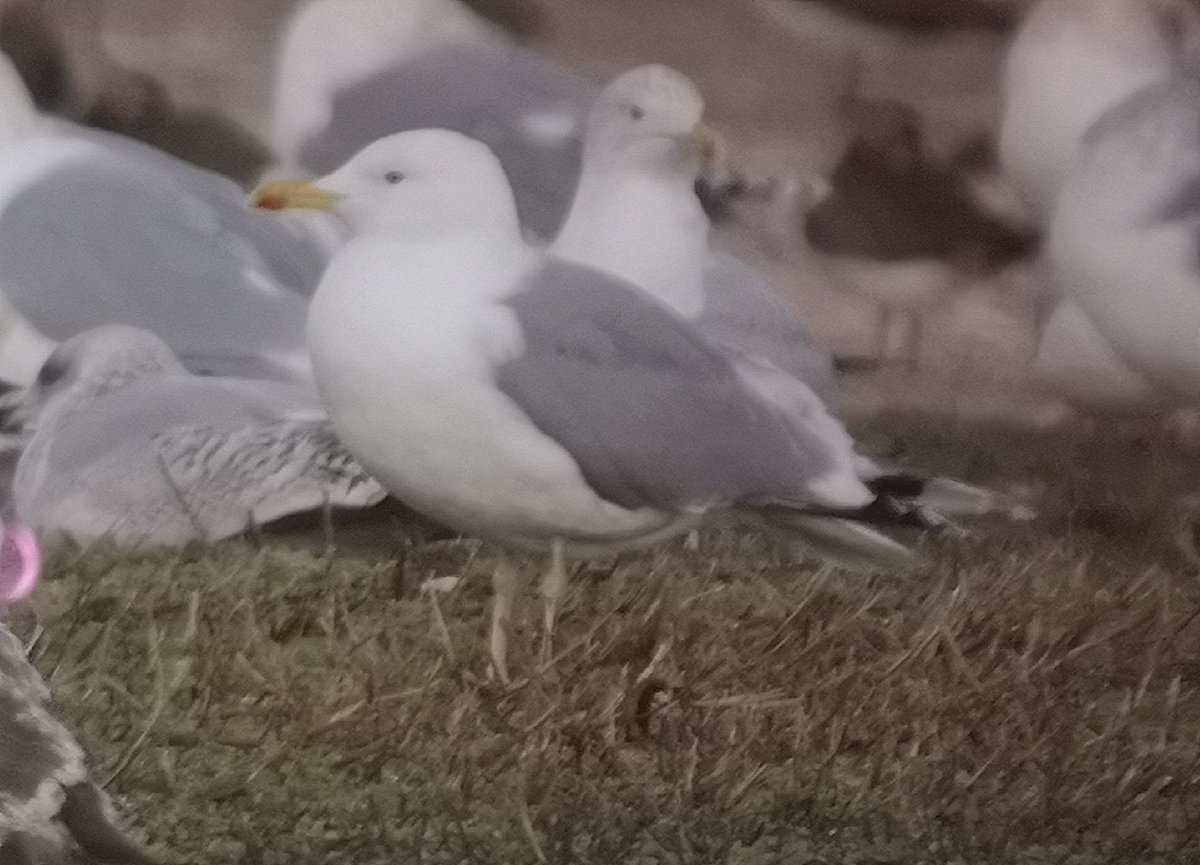This adult Caspian Gull was as the roost at Little Marlow GP yesterday evening. The more regular Polish ringed bird was not seen. Plenty of other Gulls to scan through!!