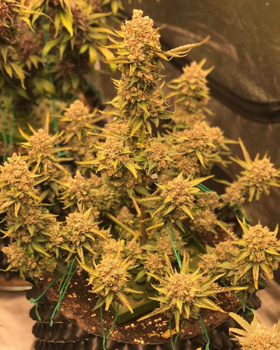 BarneysAms's tweet image. Glue Gelato Auto Photography 🌳

📸: @green.peace_factory