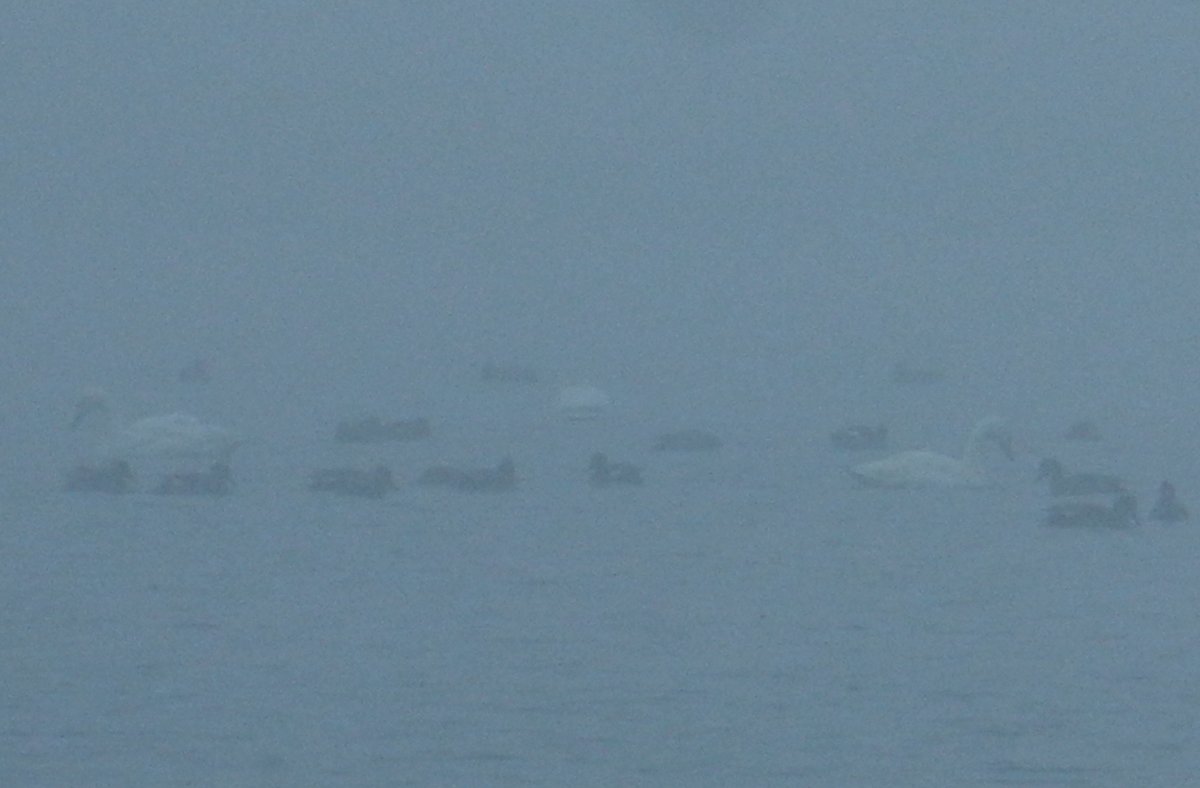 HeijdenJozef's tweet photo. 14 #Kleine_zwanen op de Flaes in de dikke mist. Een foto van niets, maar de waarneming door de verrekijker des te meer.
De #Flaes is een slaapplaats voor de Kleine zwaan, waar ze ook alle nachten doorbrengen.
@BoswachterFrans @Brab_Landschap @waarneming @Sovon @vogelnieuws https://t.co/tfTKSjS8Qq