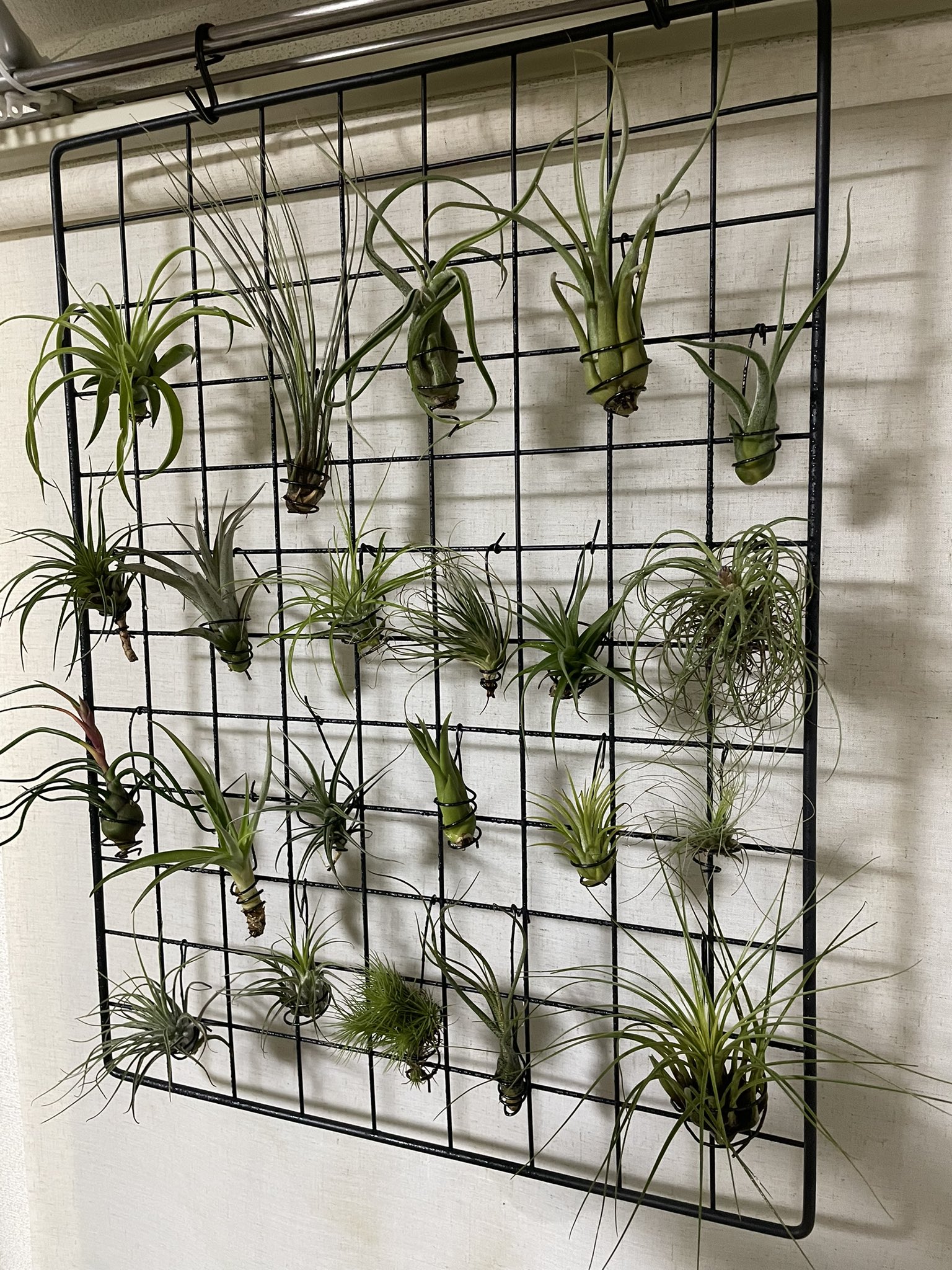 苔野郎 このストリクタはもう花は咲かないのかなぁ ブルボーサはなんとか開花しそうな雰囲気なんだけど ってゆーか もうチランジア増やすスペース無いじゃん シダ植物もラックいっぱいいっぱいだし しばらく我慢かなぁ T Co Oyqilgg4cz Twitter