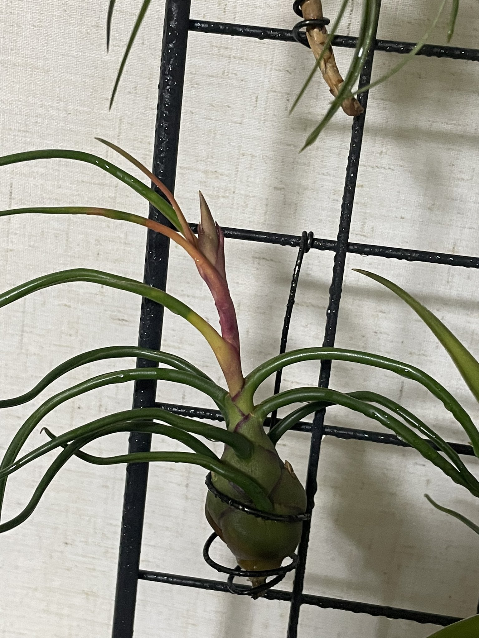 苔野郎 このストリクタはもう花は咲かないのかなぁ ブルボーサはなんとか開花しそうな雰囲気なんだけど ってゆーか もうチランジア増やすスペース無いじゃん シダ植物もラックいっぱいいっぱいだし しばらく我慢かなぁ T Co Oyqilgg4cz Twitter