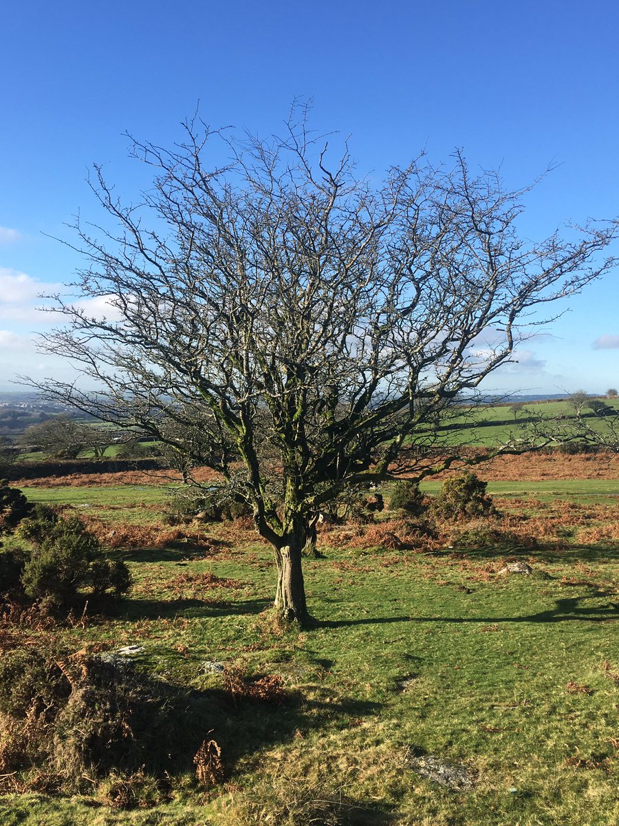 psychicpig's tweet photo. 1st #Dartmoor hike of the year #pewtor Back home for a #hotelchocolat #velvetiser hot choc! Warm January sun for a change.. signs of spring 🌼 https://t.co/kcmTjGvCAL