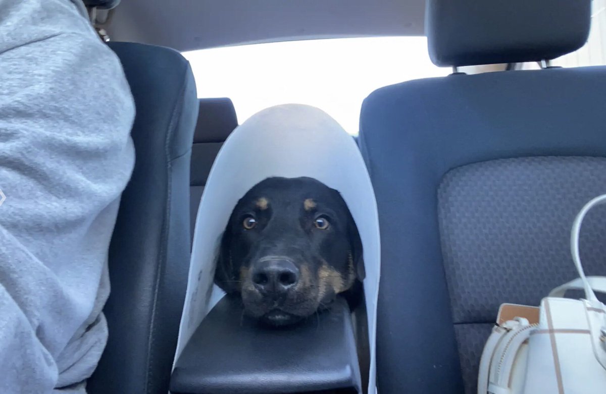 HaltermanKit's tweet photo. Little late update; these are the photos I got when Kelsey picked him up 😭 https://t.co/SjDt6A2Yhj