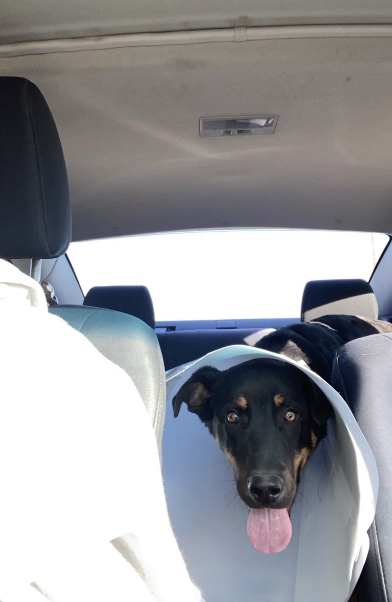 HaltermanKit's tweet photo. Little late update; these are the photos I got when Kelsey picked him up 😭 https://t.co/SjDt6A2Yhj