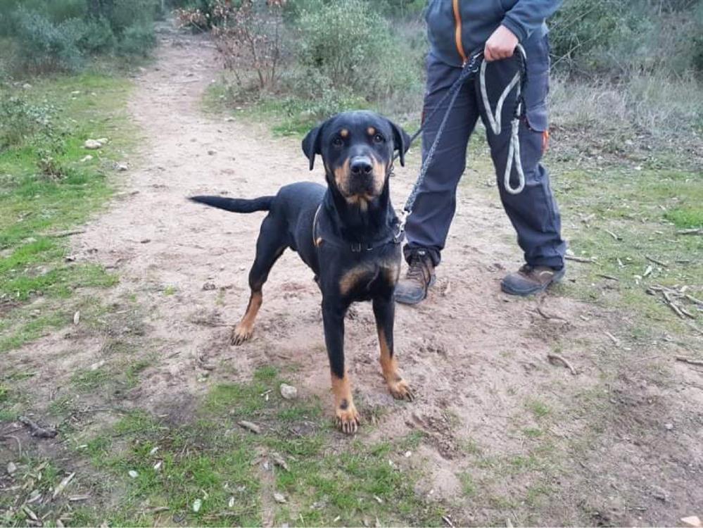 adopte_chien's tweet image. Marley est arrivé chez nous par abandon car sa propriétaire ne pouvait pas s'en occuper.
C'est un chien très dynamique qui aura besoin de se dépenser.
Il est très affectueux et très à l''écoute.
Pour son adopti... En savoir plus : la-spa.fr/app/animal/mar… #LaVieQuilsMéritent