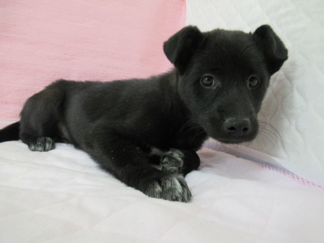 しあさって 子犬 生後約３ヶ月 の飼い主さん募集 保健所収容 仮名 ほたる 健康状態 良好 4kg 怖がり 詳細 お問い合わせは下関市動物愛護管理センター T Co Tgznibsczn 募集対象地域 全国 下関市センターまで迎えに来られる方