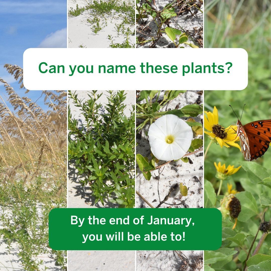 DuneDoctors's tweet photo. Good Morning #CoastalStewards! January's Prescription for Protection topic is Coastal Preservation. We will be discussing 9 Native Coastal Plants that initiate, stabilize, and grow coastal dunes. 

Read More: https://t.co/LKMENT1bVv 

#DuneDoctors #CoastalProtection https://t.co/jIySri1pR8