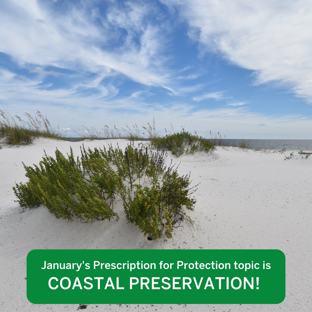 DuneDoctors's tweet photo. Good Morning #CoastalStewards! January's Prescription for Protection topic is Coastal Preservation. We will be discussing 9 Native Coastal Plants that initiate, stabilize, and grow coastal dunes. 

Read More: https://t.co/LKMENT1bVv 

#DuneDoctors #CoastalProtection https://t.co/jIySri1pR8
