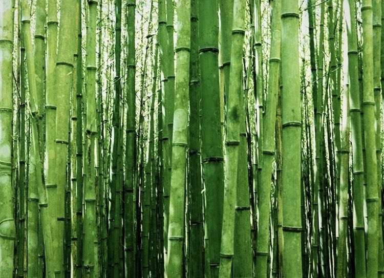 What we know .... is that we don’t know! 'A Chinese bamboo plant takes 10 years to grow 15 cm, then in 6 months it grows 3,5m. Did the plant grow 3,5m in 6 months or 3,5m and 15cm in 10 years and 6 months?' /1