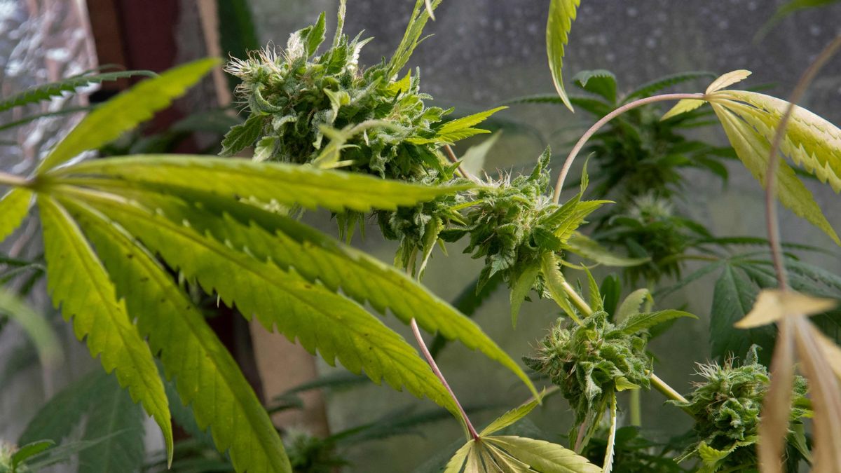 DailyMirror's tweet photo. Cannabis compounds can protect against Covid infections, study finds
https://t.co/XSuNdA6a27 https://t.co/3P2araqVZH