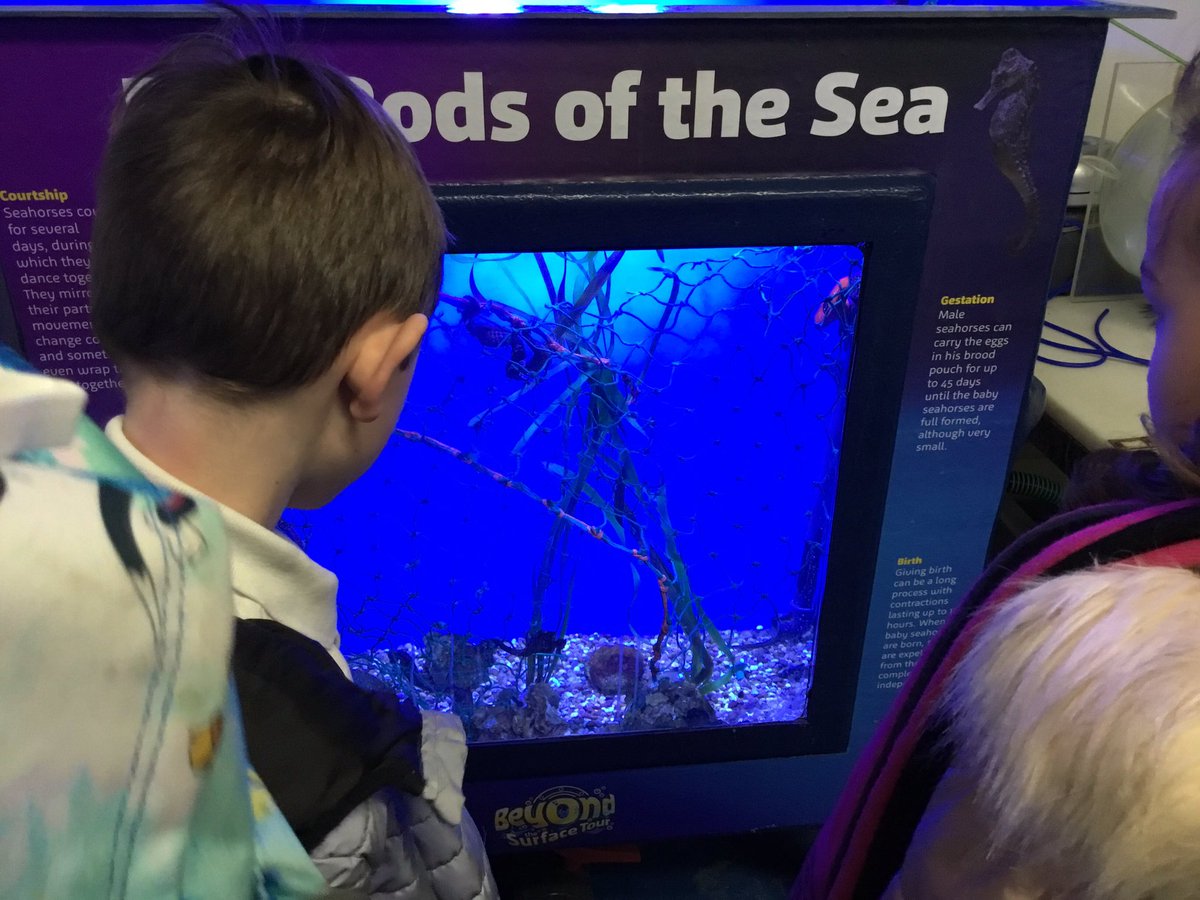 latimerprimary's tweet photo. Wow 🤩 what a fantastic day we have had at The National Sea Life Centre. The children’s behaviour was exemplary and the marine life was fascinating! What a fantastic day we have had 🐠 🐟 🦈
#LatimerGeography #4AC #4VC https://t.co/zyMJVPFnsN