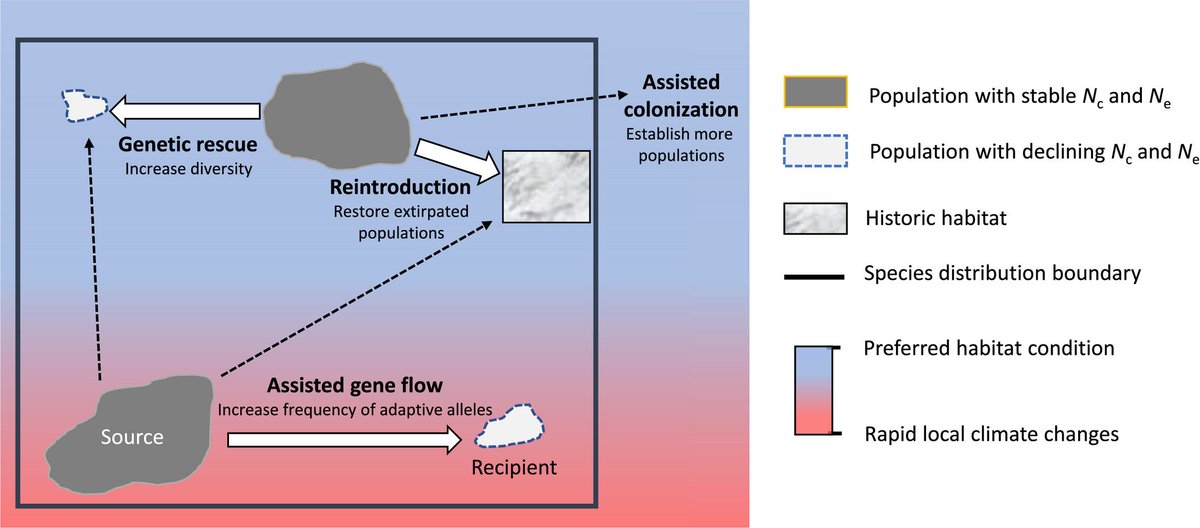 EvolAppJournal's tweet image. !!REVIEW!!
Applying genomics in assisted migration under climate change: Framework, empirical applications, and case studies
doi.org/10.1111/eva.13…
by Chen et al
#adaptation #assisted #GeneFlow #ClimateChange #conservation #genomics