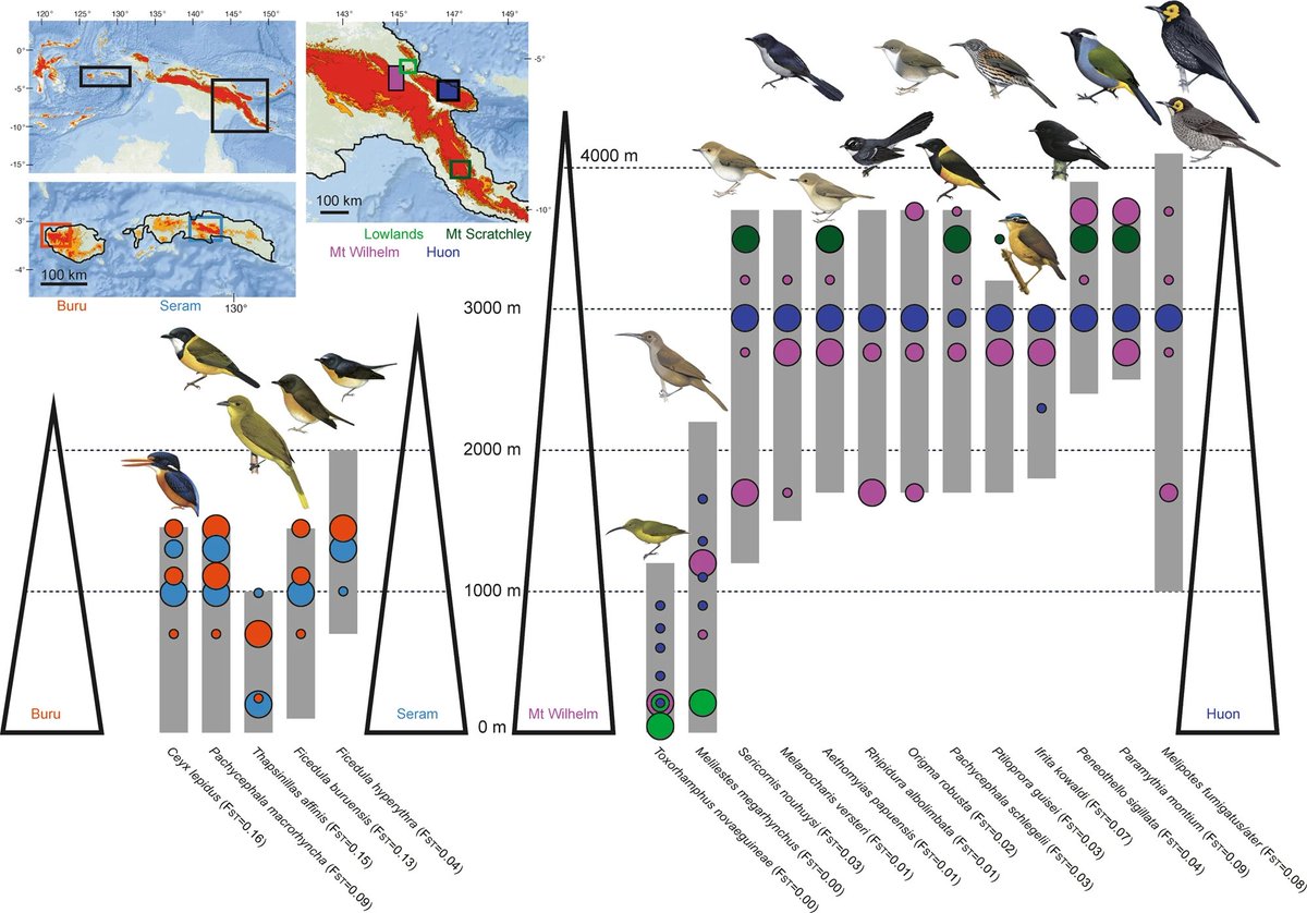 New paper out in @NatureComms! We show population differentiation in Wallacean & New Guinean birds is consistently & positively correlated with barrier strength and a species’ altitudinal floor: doi.org/10.1038/s41467…
