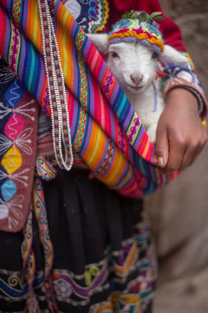 JTBUSA_Honolulu's tweet photo. Peru - JTB USA Honolulu is how you get there! 🇵🇪 🤙
Peru: Flight of the Condor Tour
August 12th - 24th 2022
👉 Escorted from Honolulu
https://t.co/3YBwte7tYK
#visitperu #machupicchu #arequipa #condorpass #Cusco #visitlima #travel #titicaca https://t.co/6mkMBpshKP