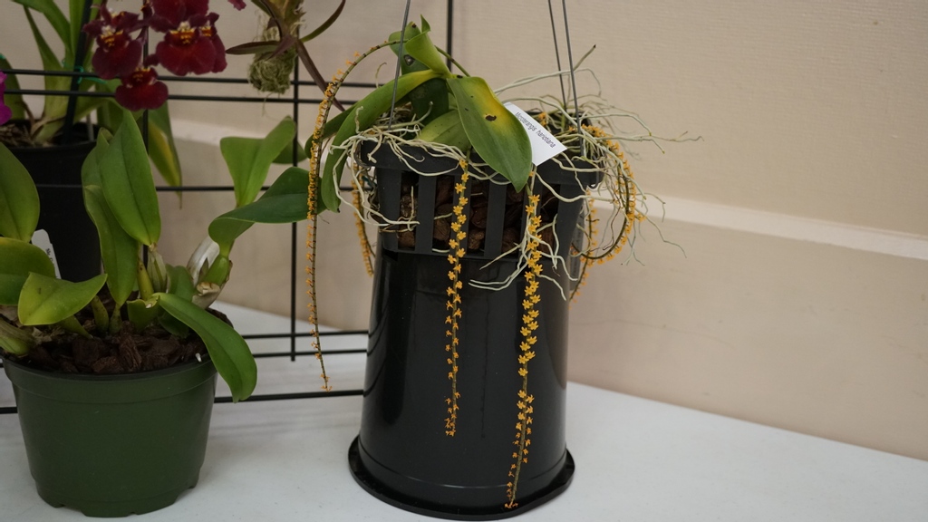 peninsulaorchid's tweet photo. Microterangis hariotiana

https://t.co/GERz9fxane https://t.co/3inyBZdpBL