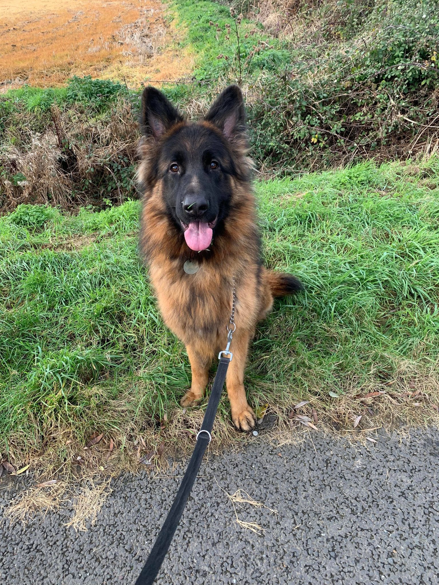 Gsd twitter best sale
