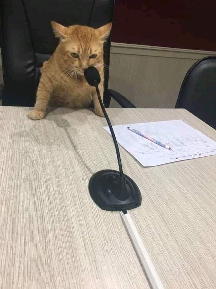 Saya tak makan rasuah saya makan whiskas saja. 🤣