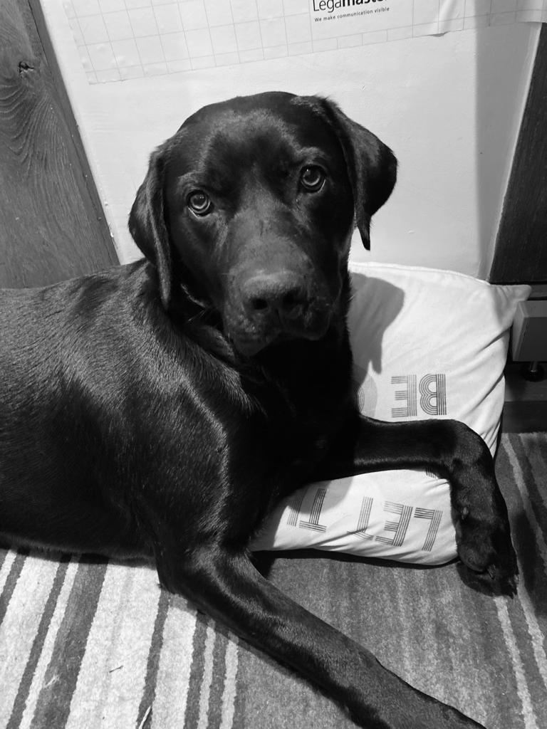 ZoeLord1's tweet photo. Have you ever experienced the embarrassment of everyone hearing your pet snoring on #MSTeams?! Or is it just me?!😆

@LeonBrowning16 showed me how to reduce background noise being picked up by your microphone. 

Here's how... 
#TechSpotlight 
@Anisah_Majothi
 #VirtualCollaborate https://t.co/YTX4YcuG1J