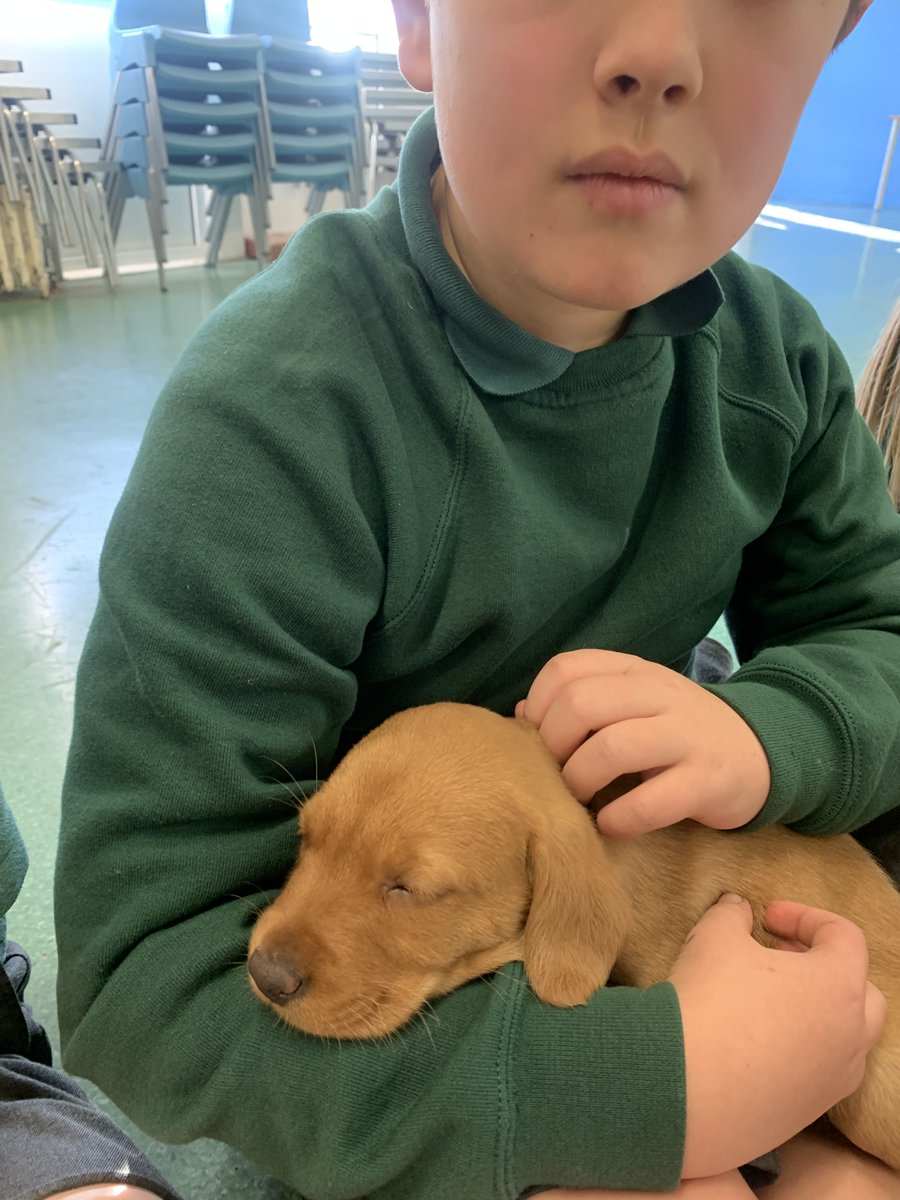 Much excitement in the school today! Bracken's puppies came for a visit. 🐶🐶🐶#minibrackens #schooldog