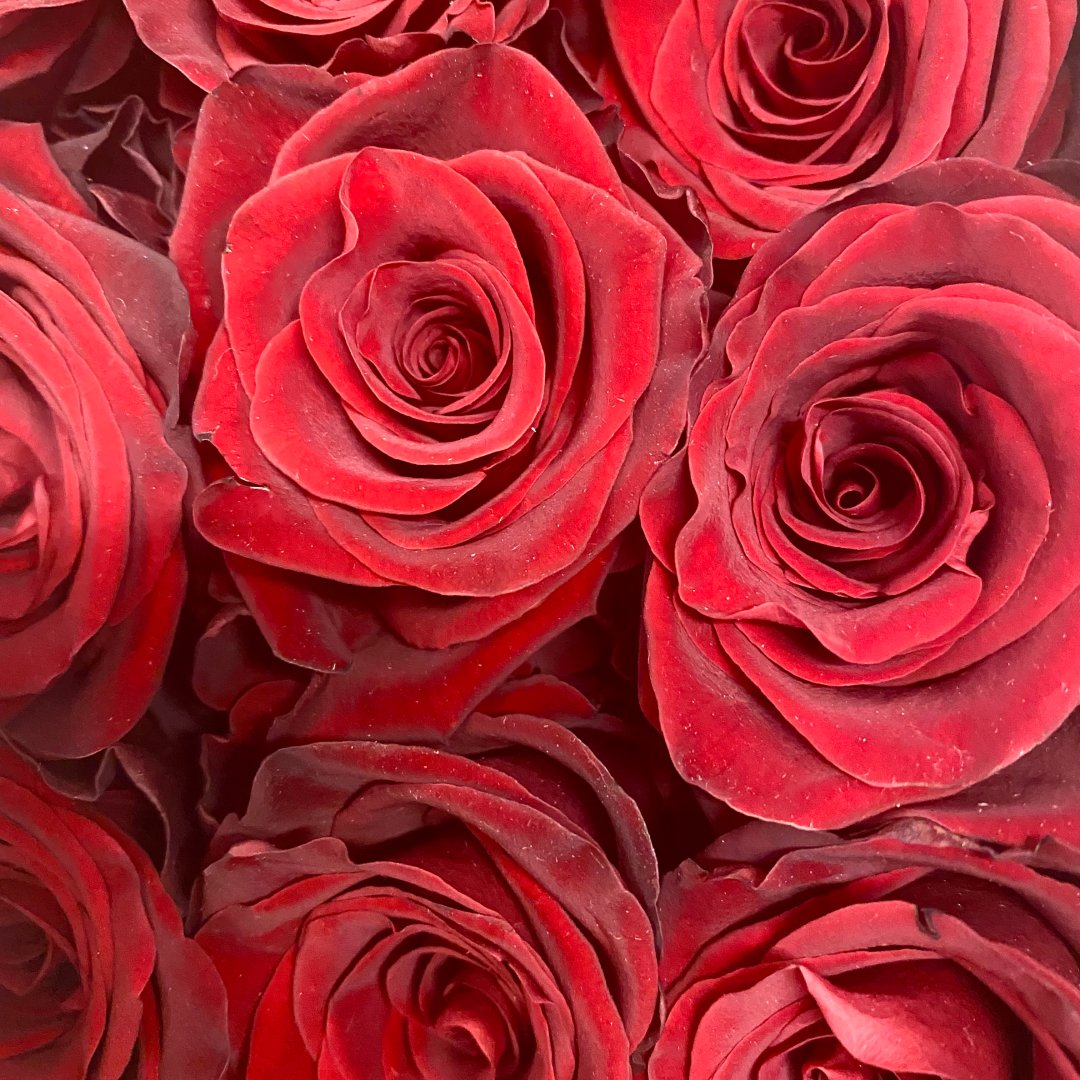 Fleurigros's tweet photo. SAINT VALENTIN: Fleurs rouges ❤️

Vos clients seront à la recherche de belles roses et fleurs rouges pour la #SaintValentin. Il est temps de faire le plein!

Ne manquez pas nos nouveautés. Commandez vos #fleurs coupées dès maintenant: https://t.co/YvwaSQOHoM https://t.co/2Jp4ONGuON