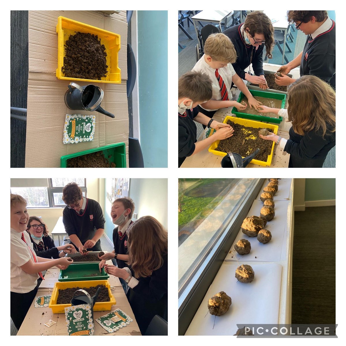Eco Club enjoyed making wild flower seed balls - hopefully these will help to attract some additional wildlife to the school ground 🌏🦋🪱🐞🐝🌳