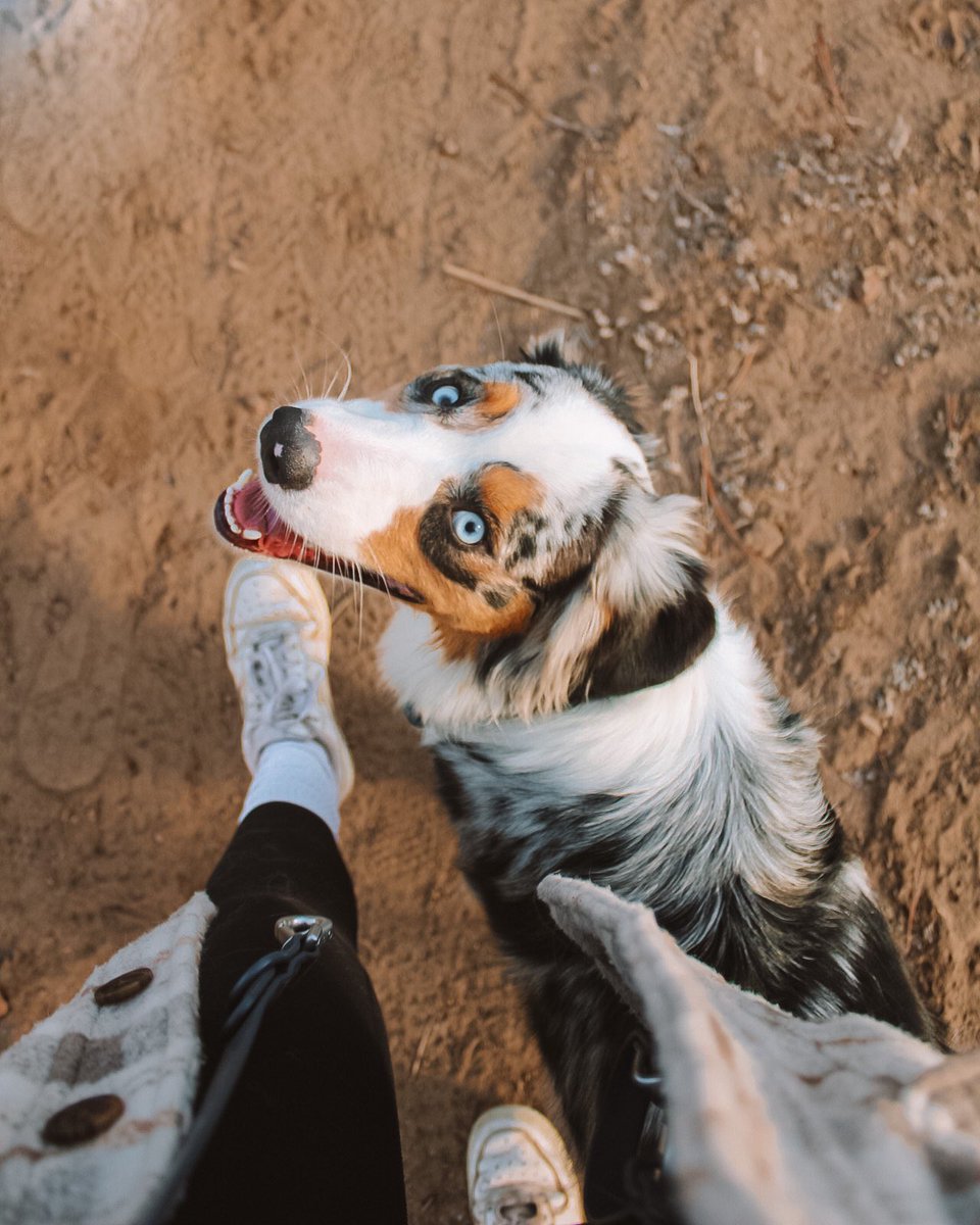 since Finn came home, 95% of the time I look down, this is what I see 

all of the love; comfort, safety, and reassurance in the world - bottled up in one little doggy’s eyes 

my comfort, my heart dog - please never let me look down and not see you by my side