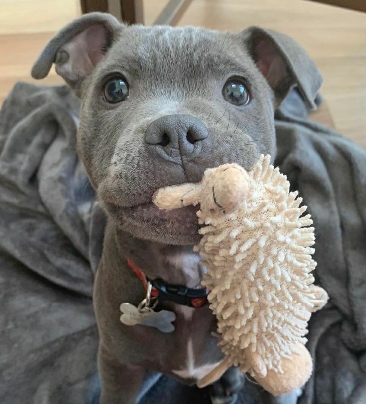 dog_in_suit's tweet photo. PİTBULLAR DADI KÖPEK OLARAK BİLİNİR. İNSAN DAHİL HER CANLI  YETİŞTİRİLME BİÇİMİNE GÖRE ŞEKİLLENİR BUNU ANLAMAK BU KADAR ZOR OLMAMALI!!!  #14ocakUzaltılsın https://t.co/GBqvset0zt
