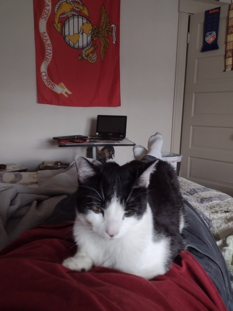 WildTinyIris's tweet photo. Here I demonstrate how to pin the human down for naptime. It's amazing how long they will lay here when they have things they should be doing.
#CatsOnTwitter
#CatsOfTwitter https://t.co/Fmi2nA72kV