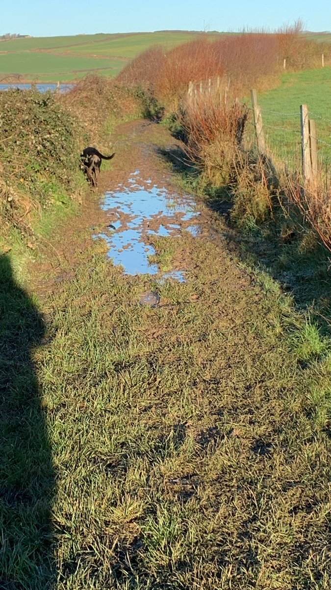 #WalkWithCharlie I was working last Sunday and will be again this Sunday, so me and Bella did our walk today - it was muddy!! The South West Coast Path by the Fleet Lagoon.
