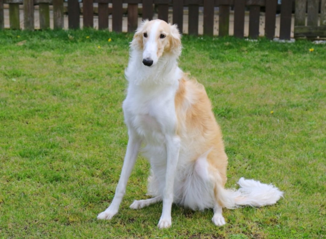 ゆう ボルゾイかわいい 飼いたい T Co Nytdoclpfe Twitter