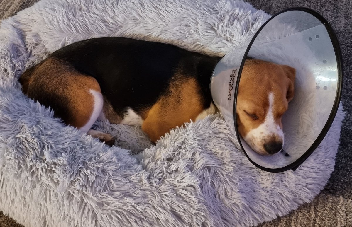 JeremyTheBeag1e's tweet photo. I'm back home after being in Dog hospital for a few days because I ate something I shouldn't. Nice and snug now in my new doughnut bed. https://t.co/tumUoBs8LJ