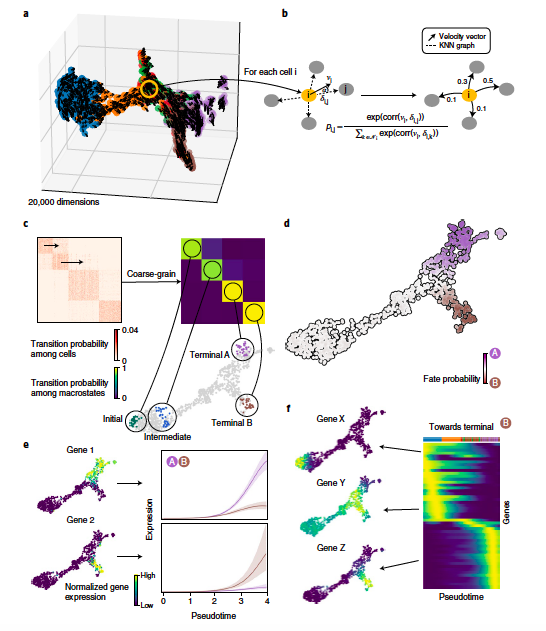 Nature Methods (@naturemethods) on Twitter photo CellRank infers directed cell state transitions and cell fates using RNA velocity information from single-cell data.
<a href="/MariusLange8/">Marius Lange</a>, <a href="/dana_peer/">dana_peer</a>, <a href="/fabian_theis/">Fabian Theis</a>, @sloan_kettering, @ICBmunich
OA paper: nature.com/articles/s4159… CellRank infers directed cell state transitions and cell fates using RNA velocity information from single-cell data.
<a href="/MariusLange8/">Marius Lange</a>, <a href="/dana_peer/">dana_peer</a>, <a href="/fabian_theis/">Fabian Theis</a>, @sloan_kettering, @ICBmunich
OA paper: nature.com/articles/s4159…