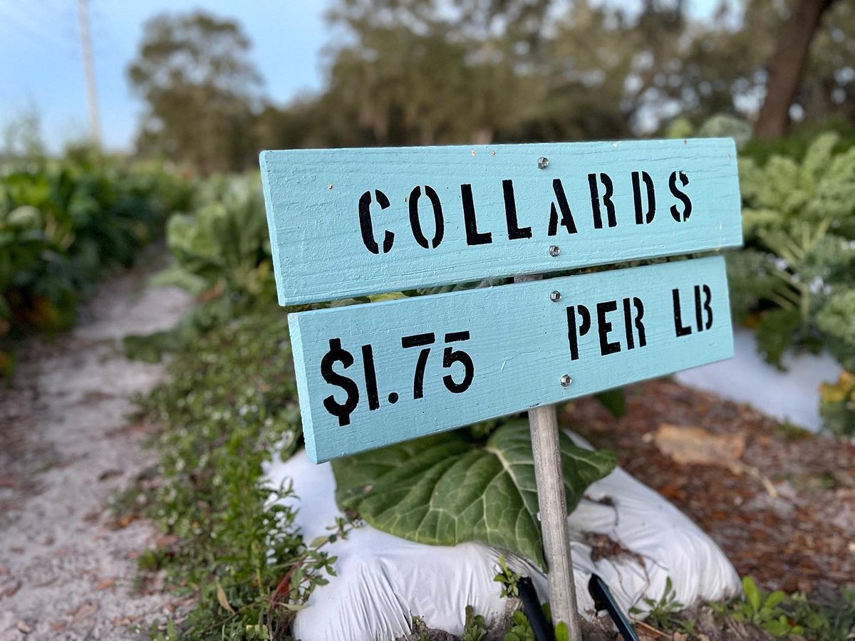 JAthanason's tweet photo. Early morning live remote with @FOX13News and @CharleyBelcher at JG Ranch. A great place for u-pick strawberries along with a u-pick garden and feeding cows (my personal favorite) ๐ #brooksville #fladventurecoast #upickfarm #upickstrawberries #upick https://t.co/P82ENYAPBq