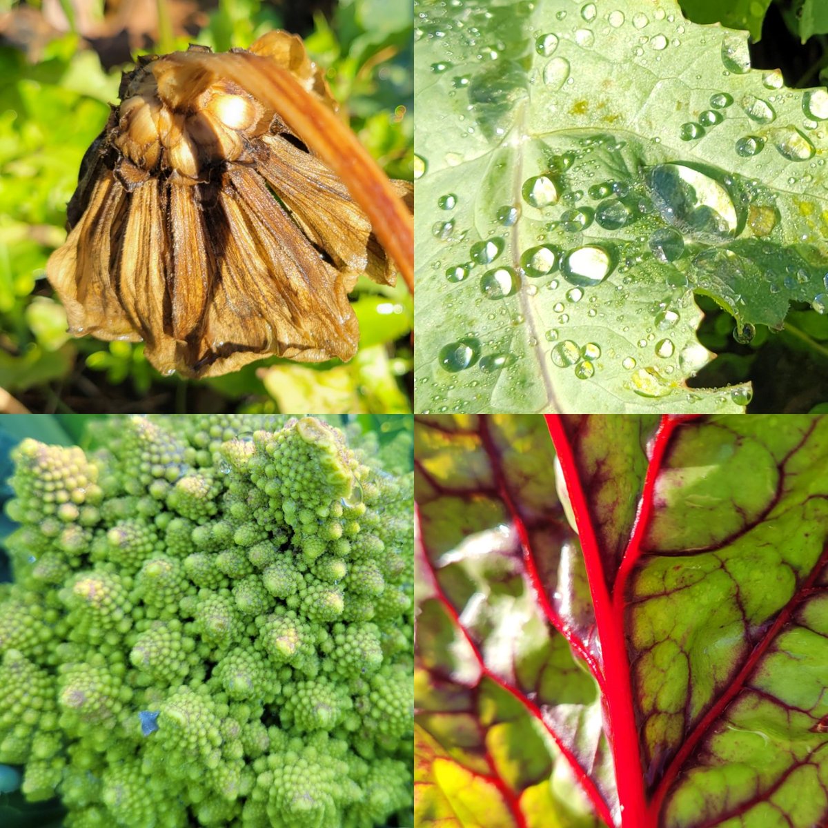 PackerRTGG (@packerrtgg) on Twitter photo Gardens are full of texture! <a href="/Keith3rdGrade/">Keith 3rd Grade</a> students are using their 5 senses to explore the garden today as we smell herbs and pick more winter veggies.
<a href="/KeithElemPTO/">Keith Elementary PTO</a> <a href="/Keenanlions/">Keenan Elementary</a> <a href="/readygrowgarden/">Ready to Grow Garden</a> Gardens are full of texture! <a href="/Keith3rdGrade/">Keith 3rd Grade</a> students are using their 5 senses to explore the garden today as we smell herbs and pick more winter veggies.
<a href="/KeithElemPTO/">Keith Elementary PTO</a> <a href="/Keenanlions/">Keenan Elementary</a> <a href="/readygrowgarden/">Ready to Grow Garden</a>
