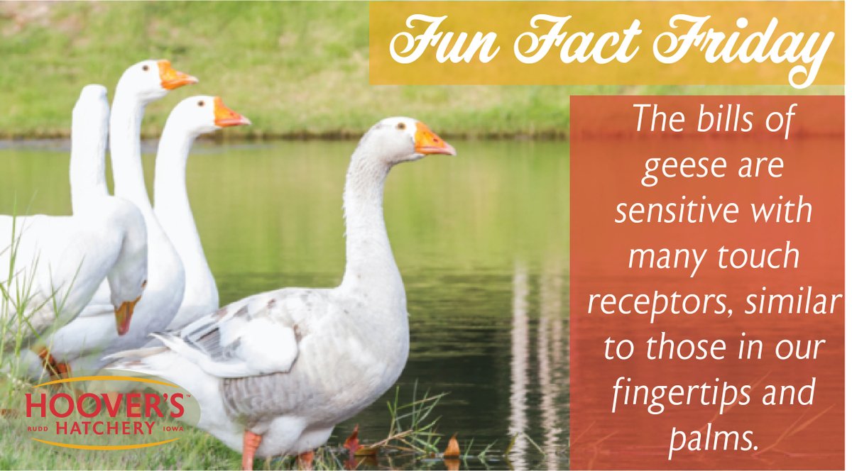 It's #funfactfriday! The bills of geese are sensitive with many touch receptors, similar to those in our fingertips and palms ✋☀️