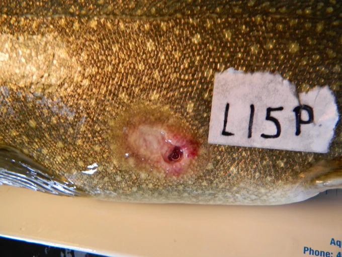 A bite mark from a sea lamprey on a lake trout. On the tag, "L" refers to lean, 15 is the sample number, and "P" means that the fish was parasitized. Photo courtesy of Cheryl Murphy.