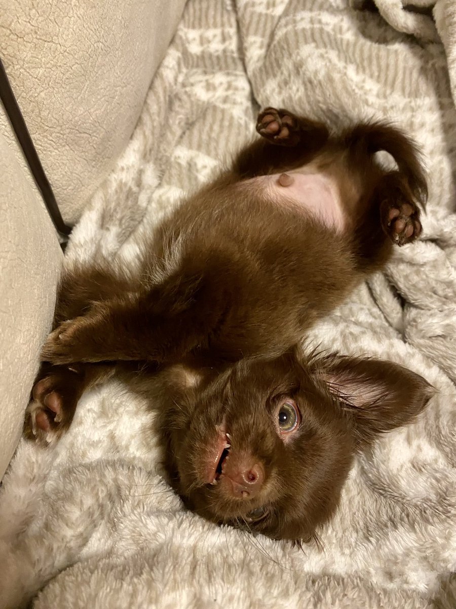 Do I look like a #bat yet? #dog #Chihuahua https://t.co/XNw0VYvGt8