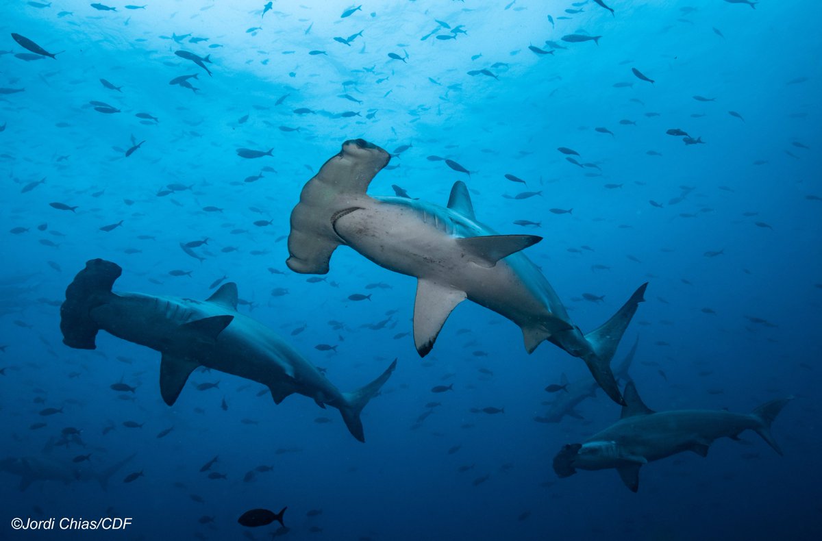 DarwinFound's tweet photo. Get ready for an iconic event for the Galapagos Marine Reserve! Tomorrow the executive decree that makes official the addition of 60,000 km2 of protected area will be signed! We will keep you updated so stay tuned!!! #Galapagos 

📸 Jordi Chias, CDF. https://t.co/TkBniQzZuH