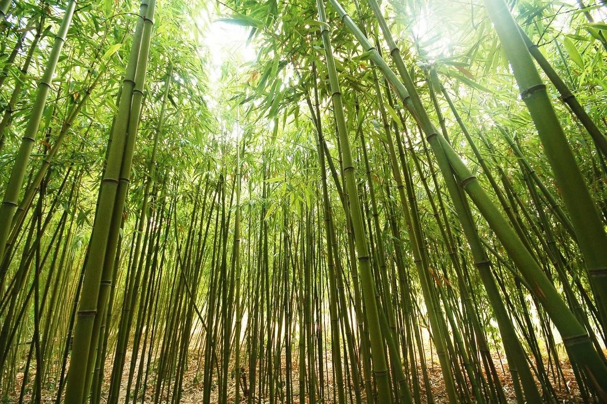 Бамбук это растение
