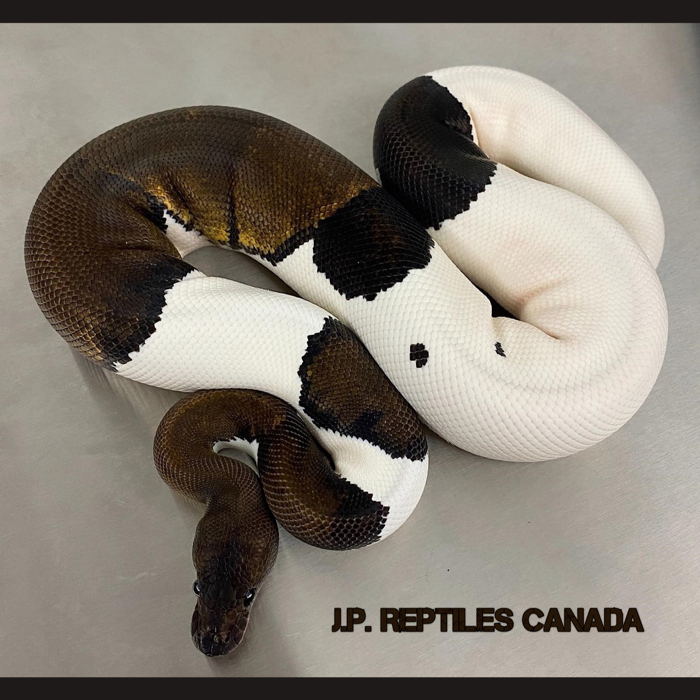 Panda Piebald Ball Python