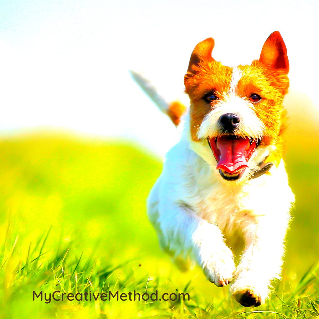 CreativeMethod_'s tweet image. The freeeedom you feel 🐶
when life encourages you ❤️
to make your dreams happen 😎
You ready?
DM me or visit my website today
.
.
.
.
#dogsofinstagram #dogstagram #doglover #instadog #doglife #dogoftheday