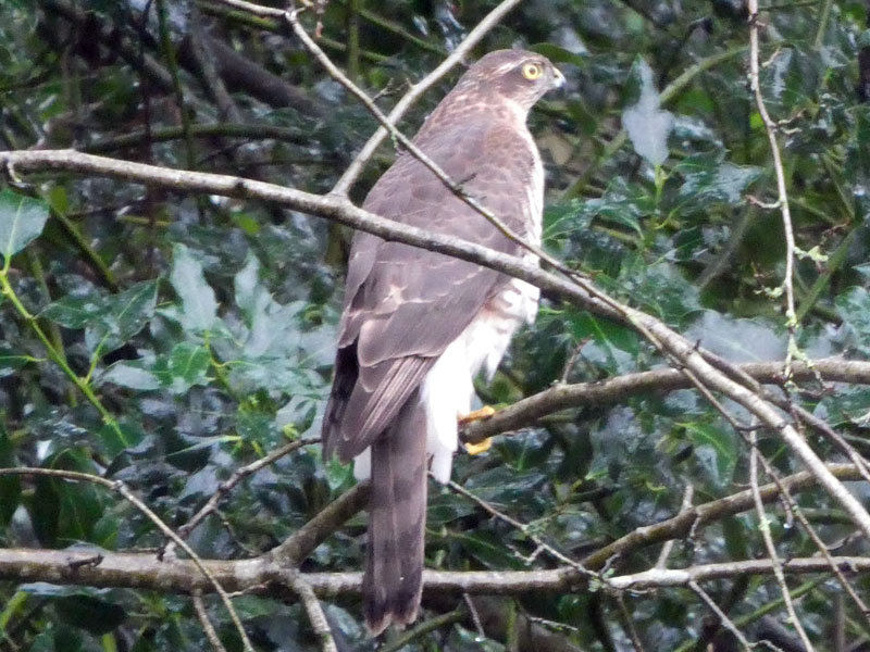 Sparrowhawk in my Cardiff garden today. Captured on camera at last, but slightly out of focus. #birds #BirdsSeenIn2022