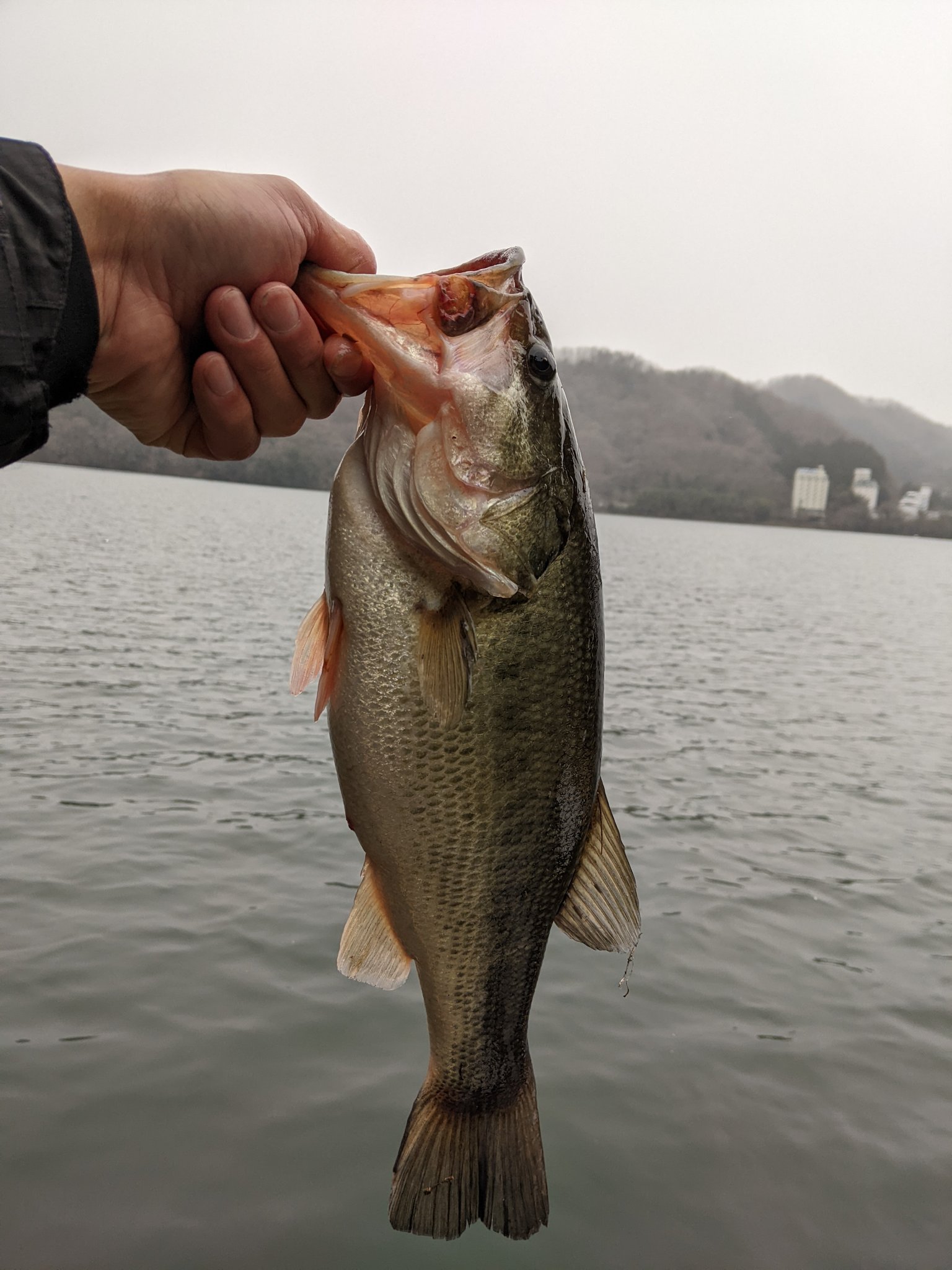 釣船小川亭 相模湖 本日の釣果情報 ブラックバス 45cm Nice Fish 極寒の相模湖 しかも降雪の中 さすがですね 釣り初めで結果を出しました 相模湖 ブラックバス バス釣り T Co 1zuntx4byt Twitter 釣船小川亭 相模湖 本日の釣果情報 ブラックバス 45cm Nice Fish 極寒の相模湖 しかも降雪の中 さすがですね 釣り初めで結果を出しました 相模湖 ブラックバス バス釣り T Co 1zuntx4byt Twitter