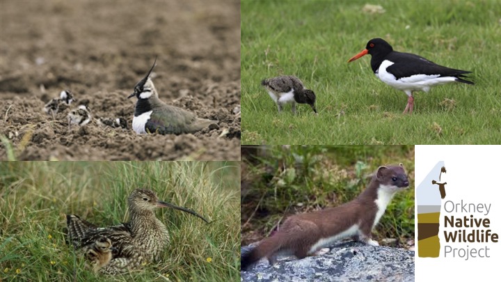 Fully Funded PhD Project on breeding #waders, #invasive predators and land management. Fieldwork in beautiful #Orkney. Based at <a href="/UoABioSci/">School of Biological Sciences</a> with placements with <a href="/RSPBScience/">RSPB Science</a> and <a href="/nature_scot/">Former NatureScot account</a> 

Only 3 weeks to apply - deadline 26 Jan
tinyurl.com/37pzwhcp
RT appreciated