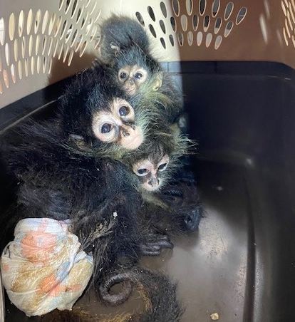 Action4Primates's tweet image. .@Action4Primates welcomes action by @CBPSouthTexas that prevented attempt to smuggle spider #monkeys into US. The legal &amp;amp; illegal trade in non-human primates for 'pets' causes immense suffering &amp;amp; threatens wild populations.  #PrimatesAreNotPets
cbp.gov/newsroom/local…